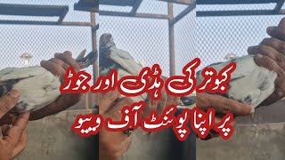 Kabutar k Haddi Jorh pr apna point of view