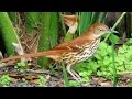 ការប្រឡងពីវីដេអូសិក្សា
