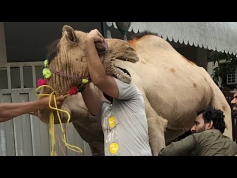 Camel Qurbani In Lahore Eid UL Azha 2023 Machli Wala