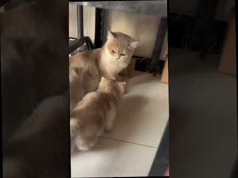 아름다운 고양이 가족 #kitten #cat #cute #pets