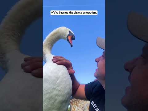 Rescue a swan