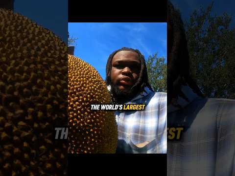 World’s Largest Fruit 🌎