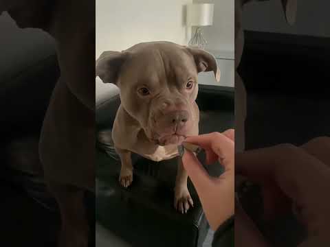 Funny and cute dogs compilation#funnydogs#cute#doglover#doglife#cure#dogshorts#pet#doglife#dogshorts