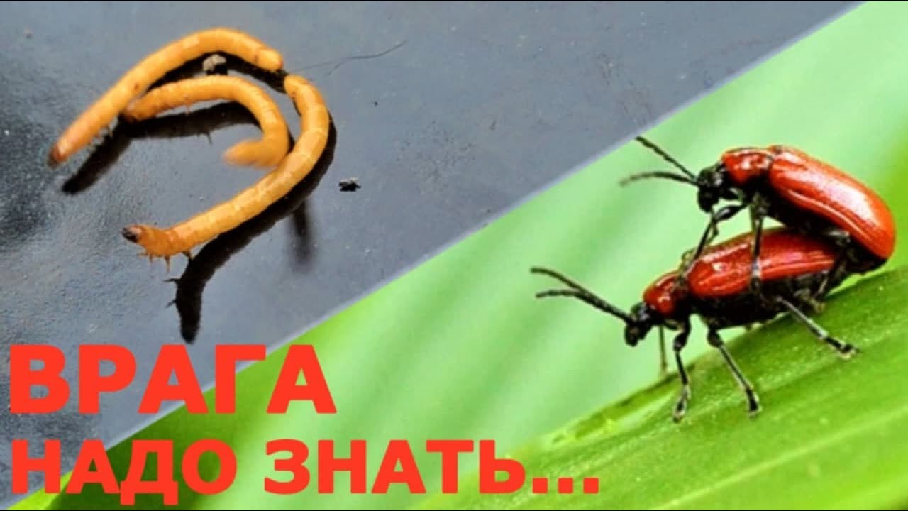 Вредители огорода и сада. Проволочник, кто ест лилии?