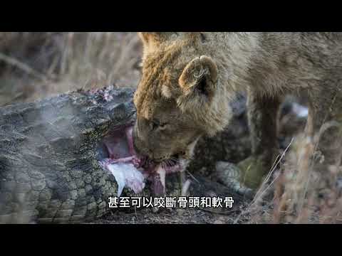 【肉食猛獸】揭開貓科動物獵食技巧：牙齒為什麼這麼厲害？ | 知識篇 - YouTube(1分21秒)