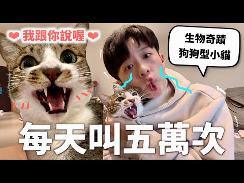 世界上最會喵喵叫的小貓的一天（內含小貓刷牙珍貴畫面）｜HOOK ft. 寵物島Livly Island