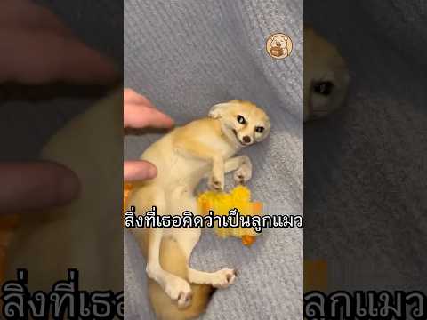 เธอช่วยลูกแมว แต่ได้สุนัขจิ้งจอกสุดสง่างาม #ไวรัล #สัตว์โลกน่ารัก #shorts