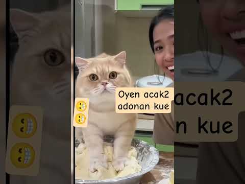 Oyen acak2 adonan kue bikin ketar-ketir