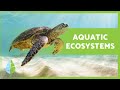 Aquatic Ecosystems Overview and Functions