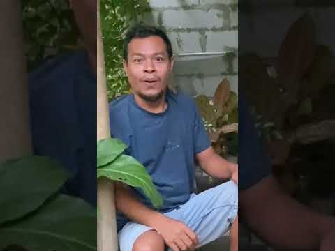 Mau ketawa takut dosa video lucu bikin ngakak hiburan warga+62 viral video funny videos funny shorts