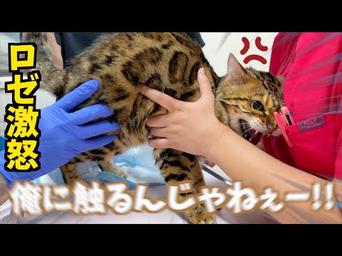 ロゼのお尻が爆発したので病院に連れて行きました