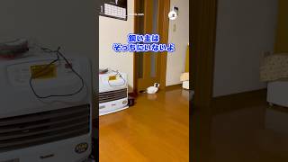 のしょのしょ歩くおもちさん｜PECO