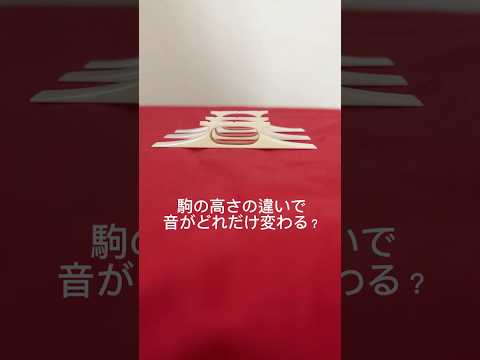 【長唄三味線】実験!駒の高さで音が変わる!三分三厘、四厘、七厘の象牙の駒を弾き比べ #長唄 #長唄三味線 #大人初心者 #三味線 #駒の違い #弾き比べ #実験