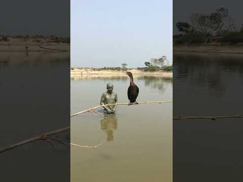 মুক্তি কিভাবে হানিকারি ধরে
