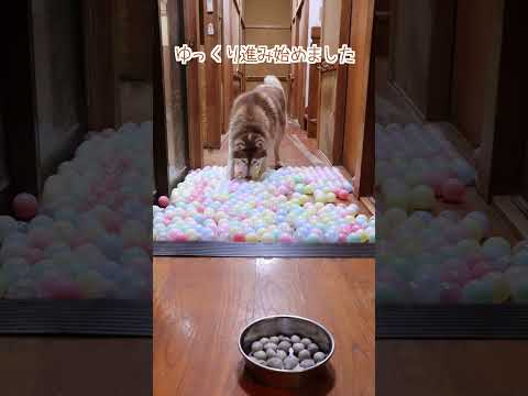 大型犬3頭いる廊下にボールプールを作ってみたら…#shorts