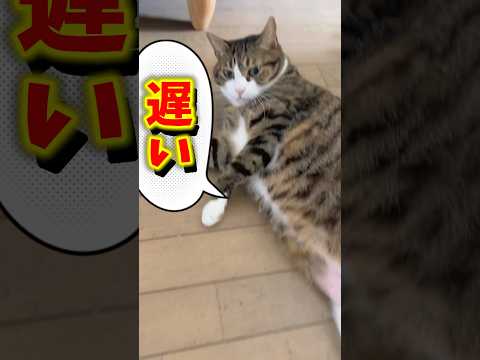 猫の動画サムネイル - サウナで拍手するって⁈#cats #shorts #球太