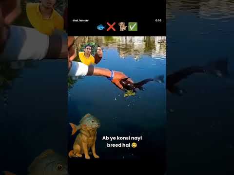 We Created A New Breed Of Dog! #short #viral #shortviral #