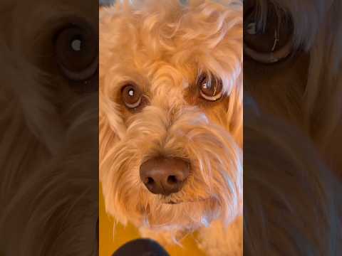 Ornella Eternità ❤️ #chico #divertente #cane #canedivertente #sanremo2026