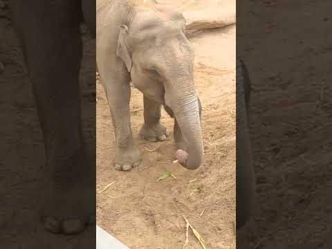 Adorable  Elephant calf Touches Mom with Trunk || Heartwarming Elephant Moments 🐘❤️ || #elephant