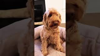 Sacha’s haircut!!!!! #puppy #goldendoodle # shorts