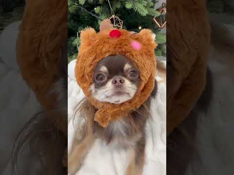 トナカイなチワワ🐾#shorts