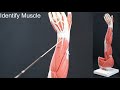 Muscle Anatomy and Function