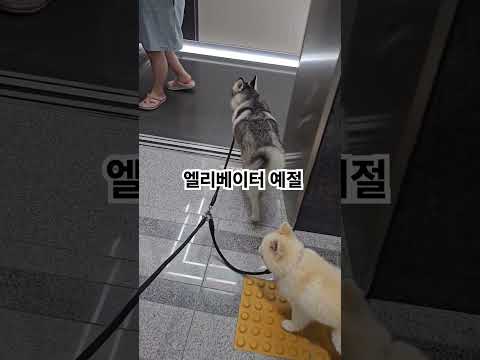 엘리베이터 예절 #허스키 #폼스키 #강아지 #반려견