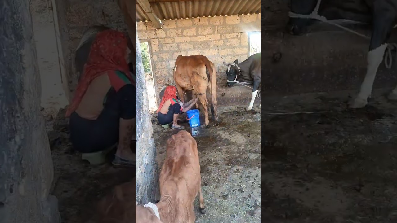 Order Video