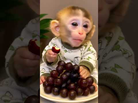 Adorable Baby Monkey Loves Grapes 🍇 | Cute and Funny Monkey Video