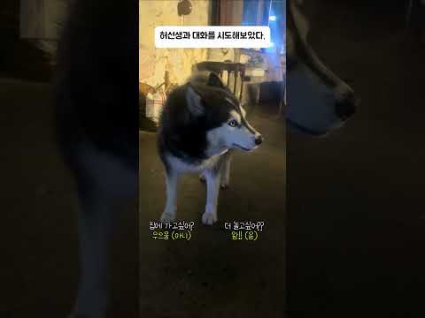사람과 대화가 가능한 허스키