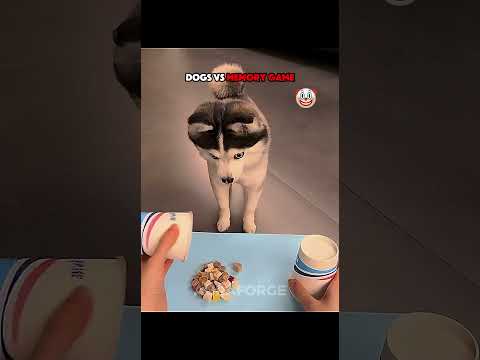 DOGS VS MEMORY GAME VS CAT
