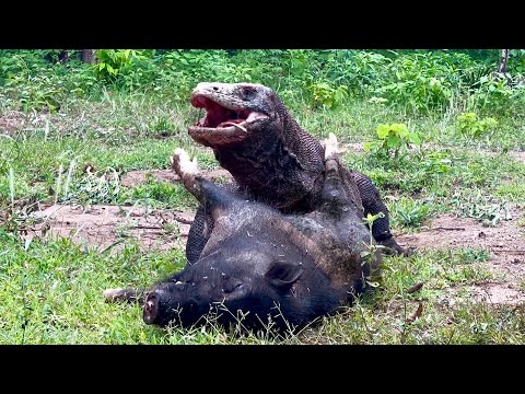 Komodo Attacks Wild Boar That Has a Partner