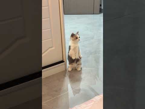 Cute cat 🥰😺 #cute #cats #funnycats #catshorts