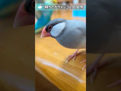 映りたがりセキセイインコと兄文鳥 #文鳥 #セキセイインコ #birds #shorts