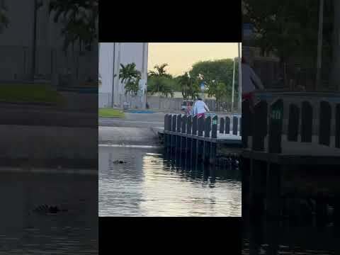 Croc is waiting #crocodile #blackpointmarina #boatramp #boat #boating #fail #fyp #miami #boatlife