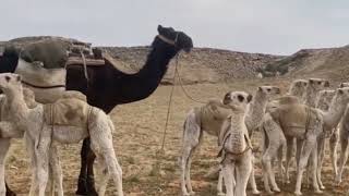 مراعيه روس اهضاب _ الإبل
