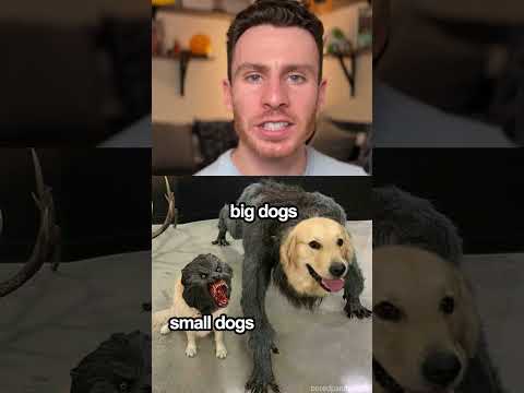 Big Dogs Vs Small Dogs #dogs #funnydogs #puppy