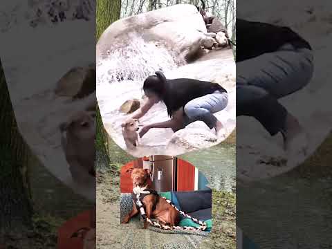 Guardian Angel at work! Thanks for helping this dog. Love this!!