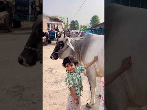 Cow video #viral #shortsviral #cutebaby #cute #cow #cowvideos #animals