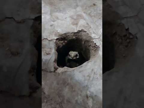 Who Is Here in #animals #funny