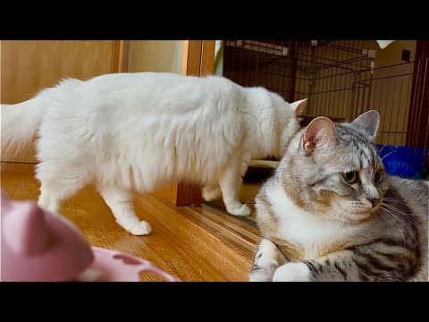 【これが真実】飼い主目線で撮影したありのままの猫たち