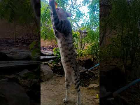 #cat #cateatfood #cateating #cateatingvideos #cats #catlovers #catwalktour #catmemes #catvideo #love