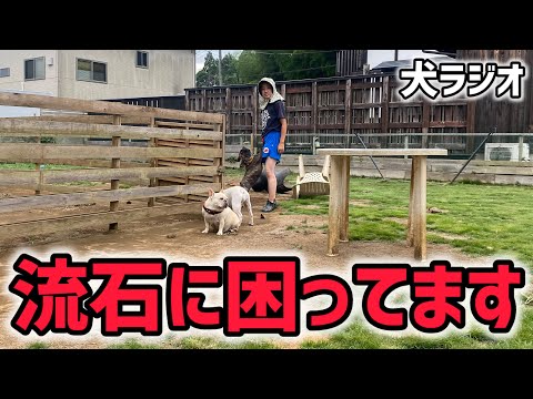 【犬ラジオ34】ヘーデル大爆発な話/クチャラー撲滅委員会な話などなど