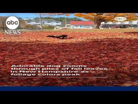 Adorable dog zooms through piles of leaves in New Hampshire as foliage colors peak