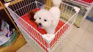 #chó#chóphốcsóc#dogcute Tik Tok Chó Phốc Sóc Mini  Funny and Cute Pomeranian | cute animals#686