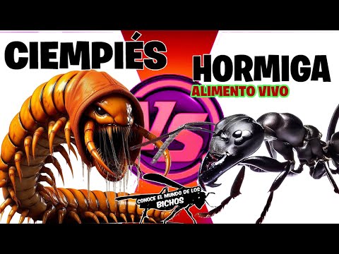 CIEMPIÉS VENENOSO VS HORMIGA CAMPONOTUS - ALIMENTO VIVO