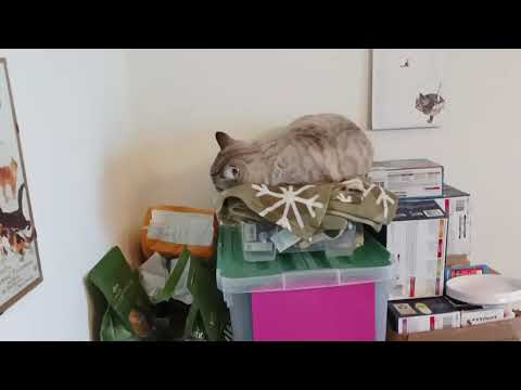 Un Sabato Mattina In Una Colonia Felina: Scopri Cosa Stanno Facendo I Gatti! Chi Ci Sarà?