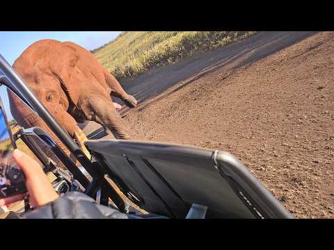 Calm Elephant Bull Turns Aggressive in a Second