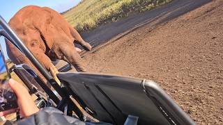 Calm Elephant Bull Turns Aggressive in a Second