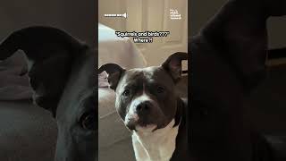 Dog Perks Up When Hearing His Favorite Words